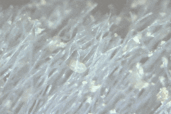 技干发帽三分钟速干轻松告别湿哒哒！pg电子中国网站女生值得用的黑科(图26)